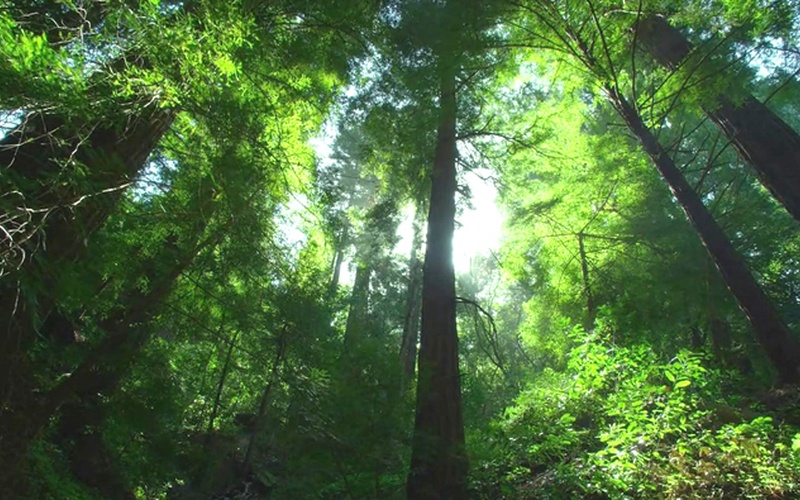 Chenzhou Forest Farm
